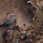 Brown Noddies inhabit the base of the lava cliffs (Image by Mike Watson)