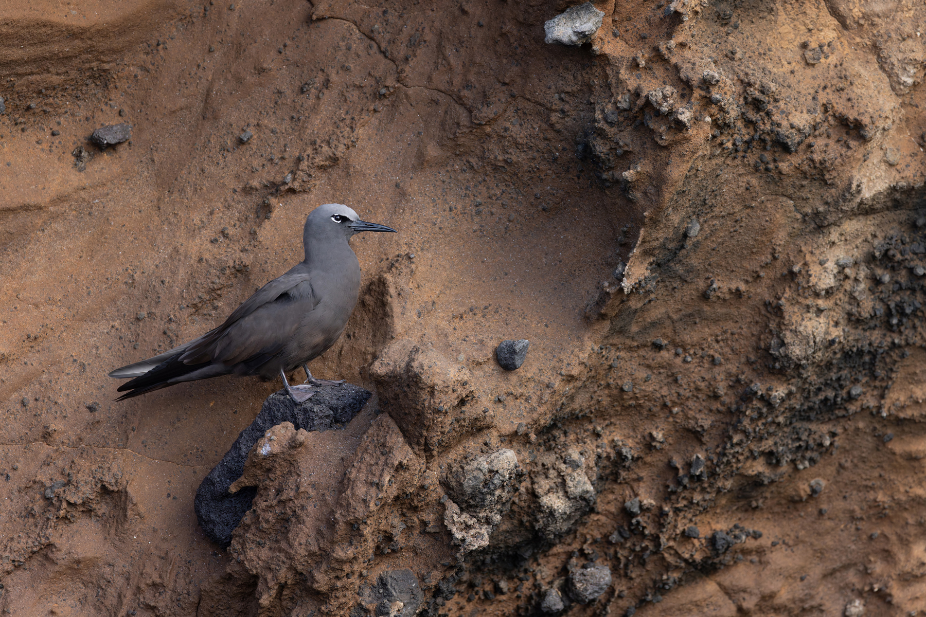 Brown Noddies inhabit the base of the lava cliffs (Image by Mike Watson)