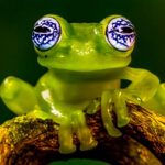 'Look into my eyes...'! Like all glass frogs, the Ghost Glass Frog has semi-transparent skin enabling them to blend into leaves. But its hypnotically cryptic eyes are perhaps the most stunning of all Central and South American frogs (image by Gin Wilde)