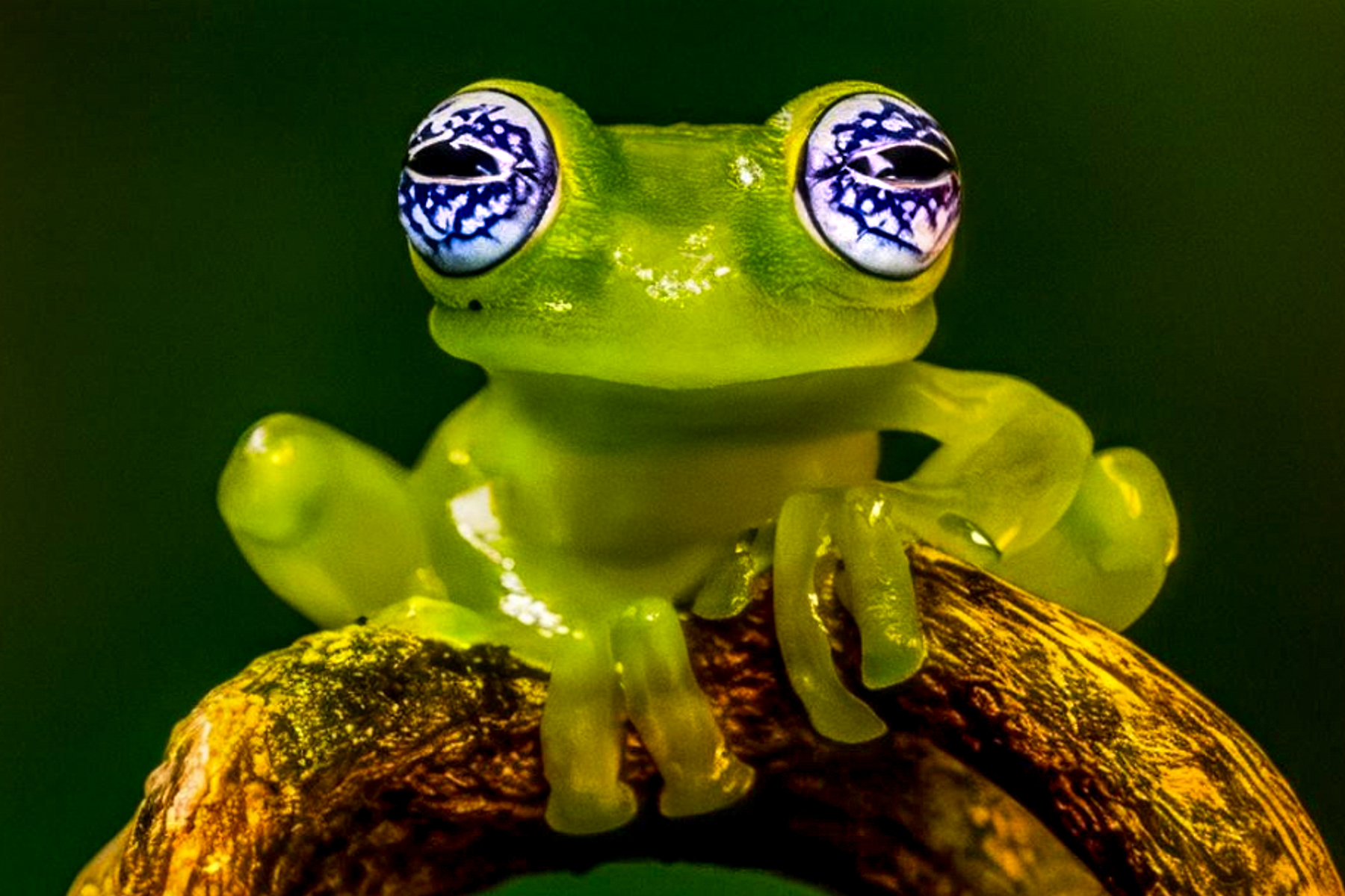 'Look into my eyes...'! Like all glass frogs, the Ghost Glass Frog has semi-transparent skin enabling them to blend into leaves. But its hypnotically cryptic eyes are perhaps the most stunning of all Central and South American frogs (image by Gin Wilde)