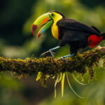 The charismatic Keel-billed Toucan is always a joy to see! Toucans often 'duel' with each other using their bills to throw fruit into each other's mouths (image by Gin Wilde)