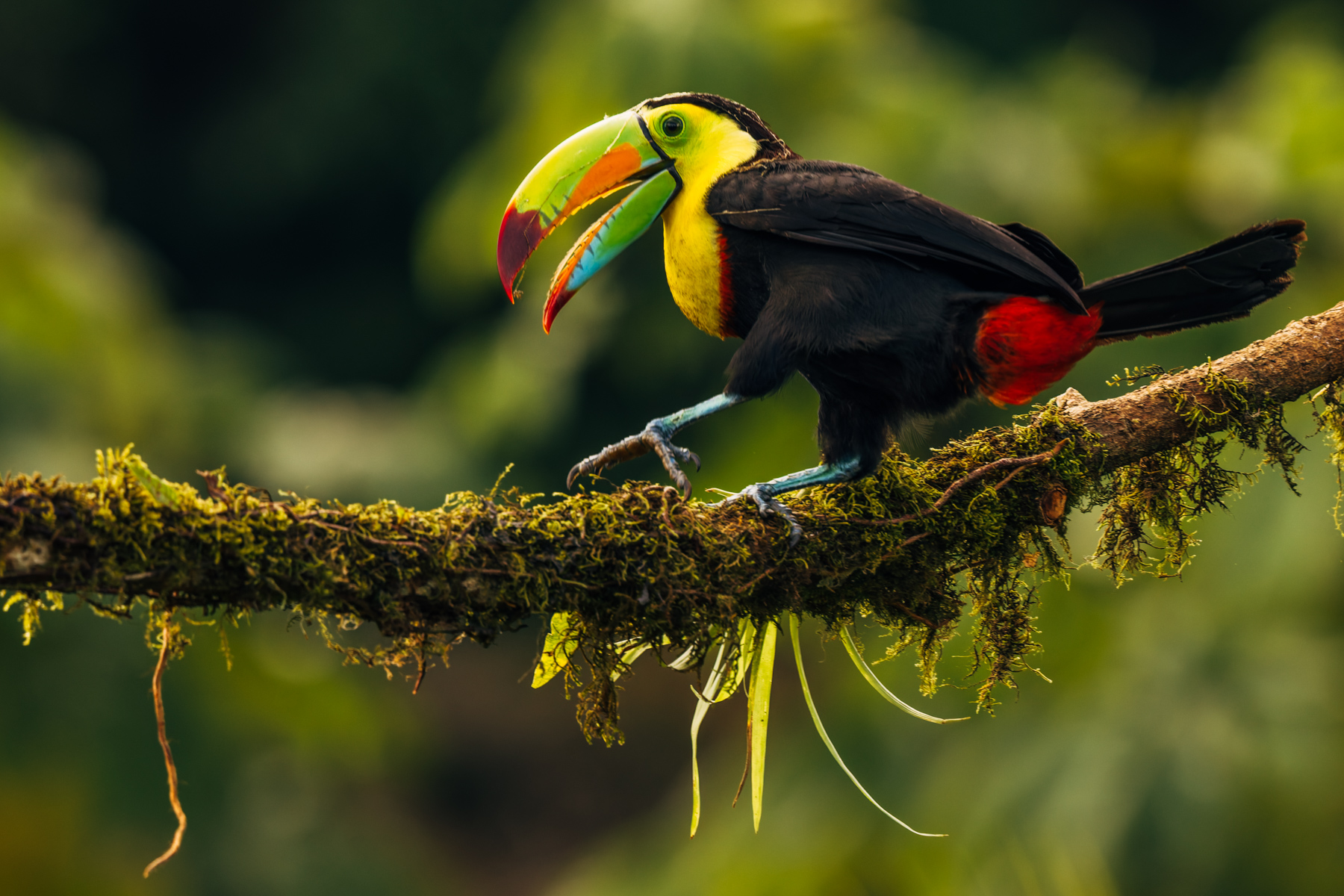 The charismatic Keel-billed Toucan is always a joy to see! Toucans often 'duel' with each other using their bills to throw fruit into each other's mouths (image by Gin Wilde)