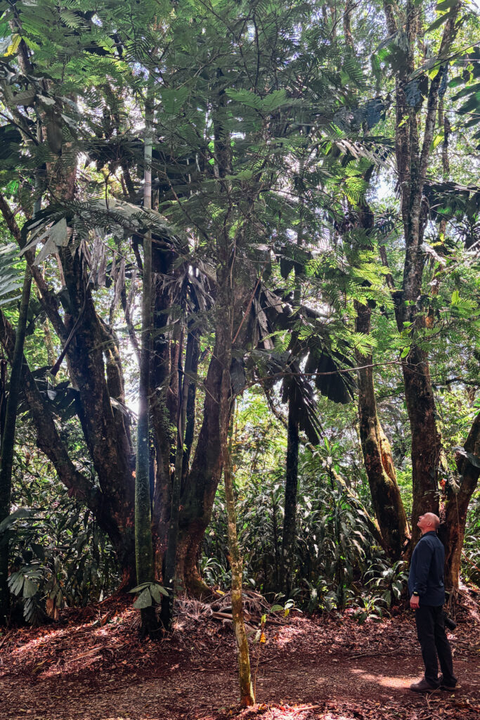 Mario is dwarfed by rainforest trees (image by Gin Wilde)