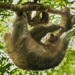 The tree-dwelling Three-toed Sloth is famously one of the slowest moving mammals on Earth, with an average speed of just 0.15 mph. Here, one has a morning scratch in Alajuela Province, Costa Rica (image by Gin Wilde)