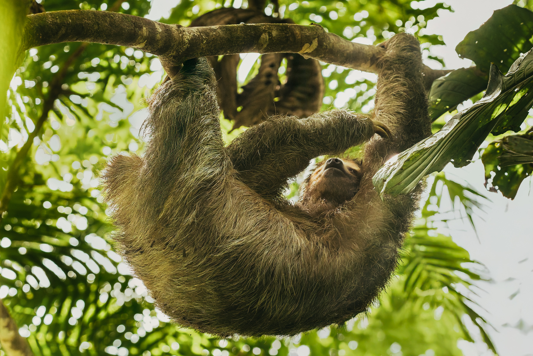The tree-dwelling Three-toed Sloth is famously one of the slowest moving mammals on Earth, with an average speed of just 0.15 mph. Here, one has a morning scratch in Alajuela Province, Costa Rica (image by Gin Wilde)