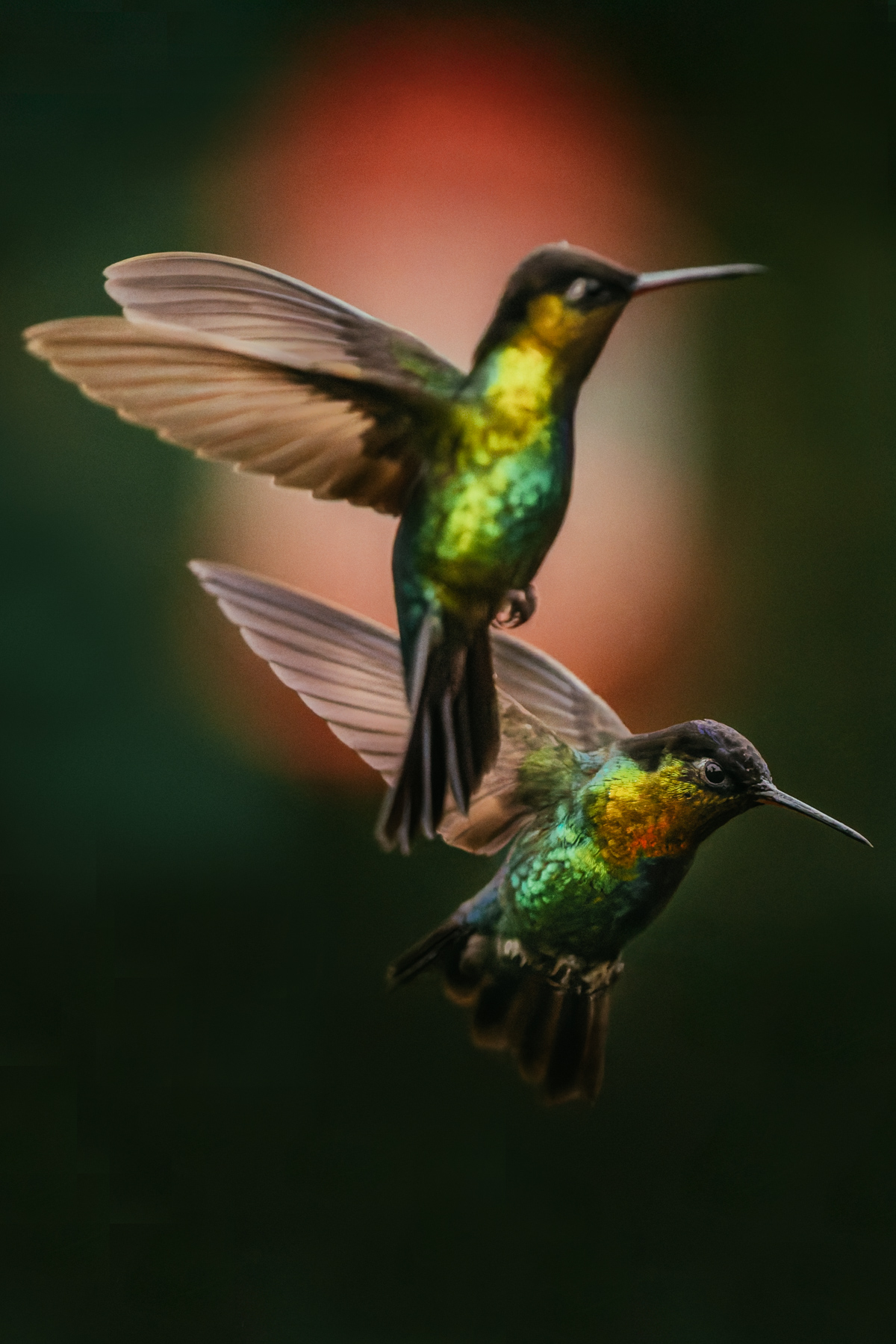 For lovers of artistic bird photography, Costa Rica offers a myriad of opportunities. Here, Fiery-throated Hummingbirds against a hanging nectar feeder (image by Gin Wilde)