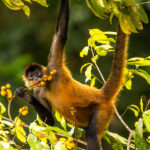 Spider Monkeys are considered one of the most expressive - and agile limbed - of all primates. Costa Rica is home to the Geoffrey's (or Black-handed) Spider Monkey, an increasingly endangered species (image by Gin Wilde)