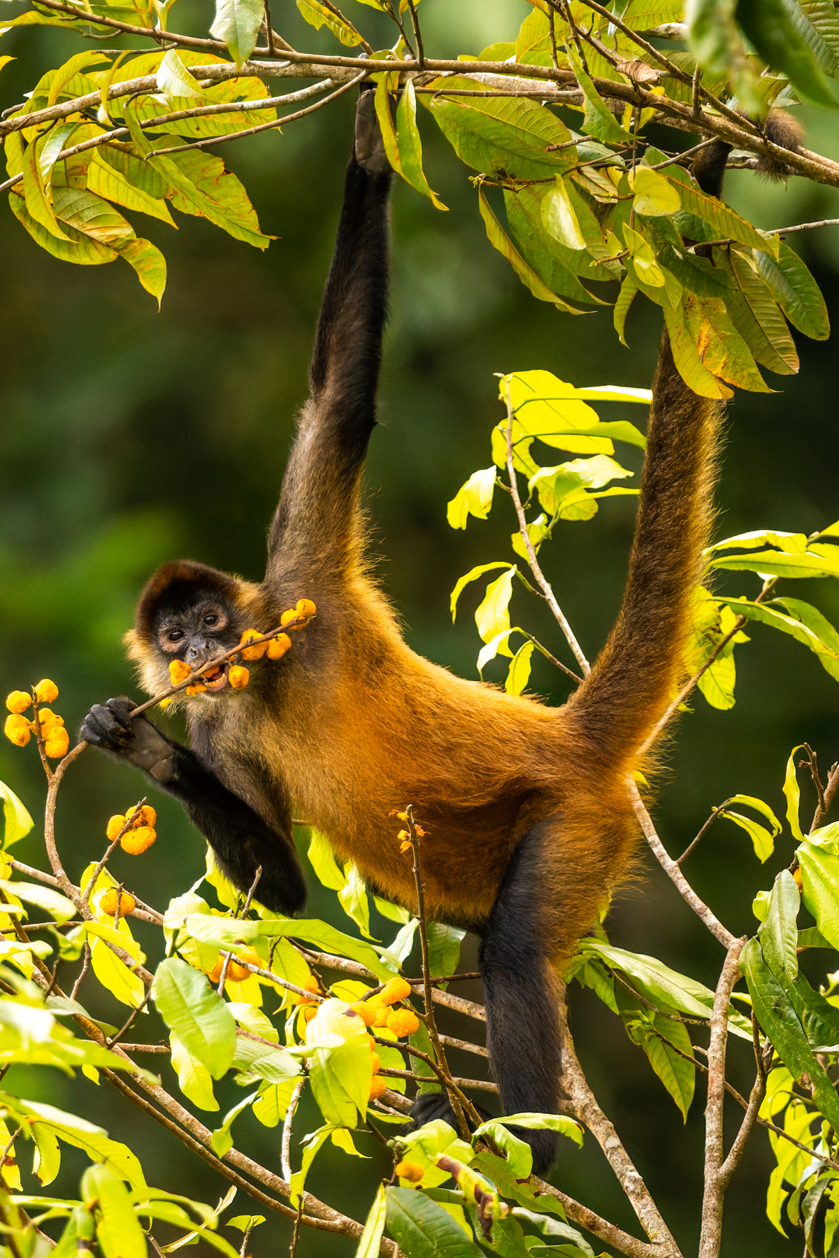 Spider Monkeys are considered one of the most expressive - and agile limbed - of all primates. Costa Rica is home to the Geoffrey's (or Black-handed) Spider Monkey, an increasingly endangered species (image by Gin Wilde)