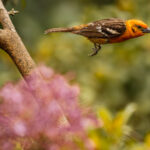 Captured mid-air, a male Flame-coloured Tanager darts through the flowery undergrowth in search of berries and insects to feast on (image by Gin Wilde)