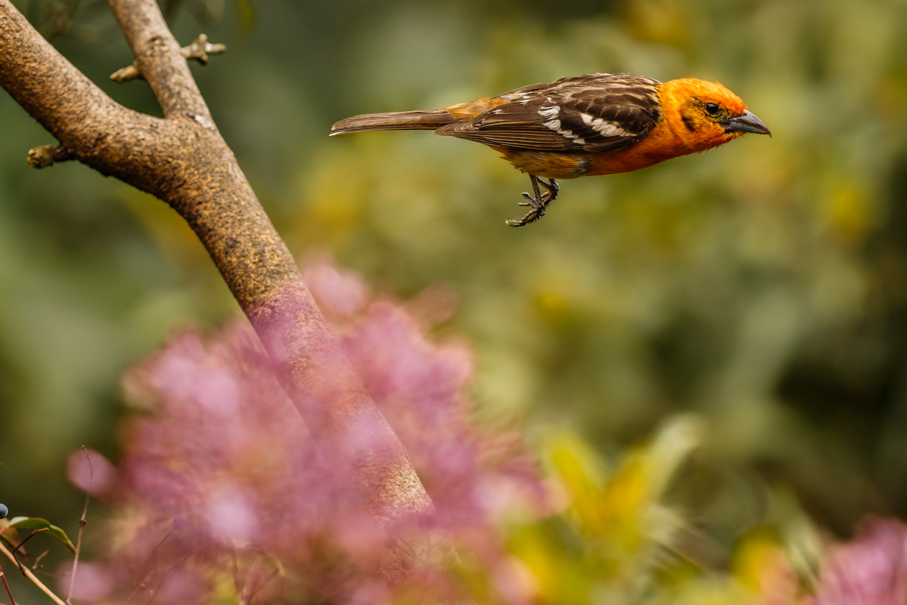 Captured mid-air, a male Flame-coloured Tanager darts through the flowery undergrowth in search of berries and insects to feast on (image by Gin Wilde)