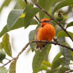 Darwin’s (or Brujo) Flycatcher is endemic to the Galapagos Islands (Image by Mike Watson)