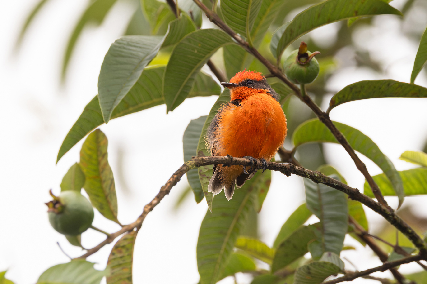 Darwin’s (or Brujo) Flycatcher is endemic to the Galapagos Islands (Image by Mike Watson)