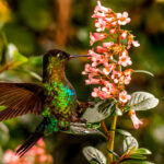 Few birds rival the spectacular iridescence of the Fiery-throated Hummingbird. Found only in the cloud forests of Costa Rica and western Panama, this bird alone warrants a trip to Central America (image by Gin Wilde)