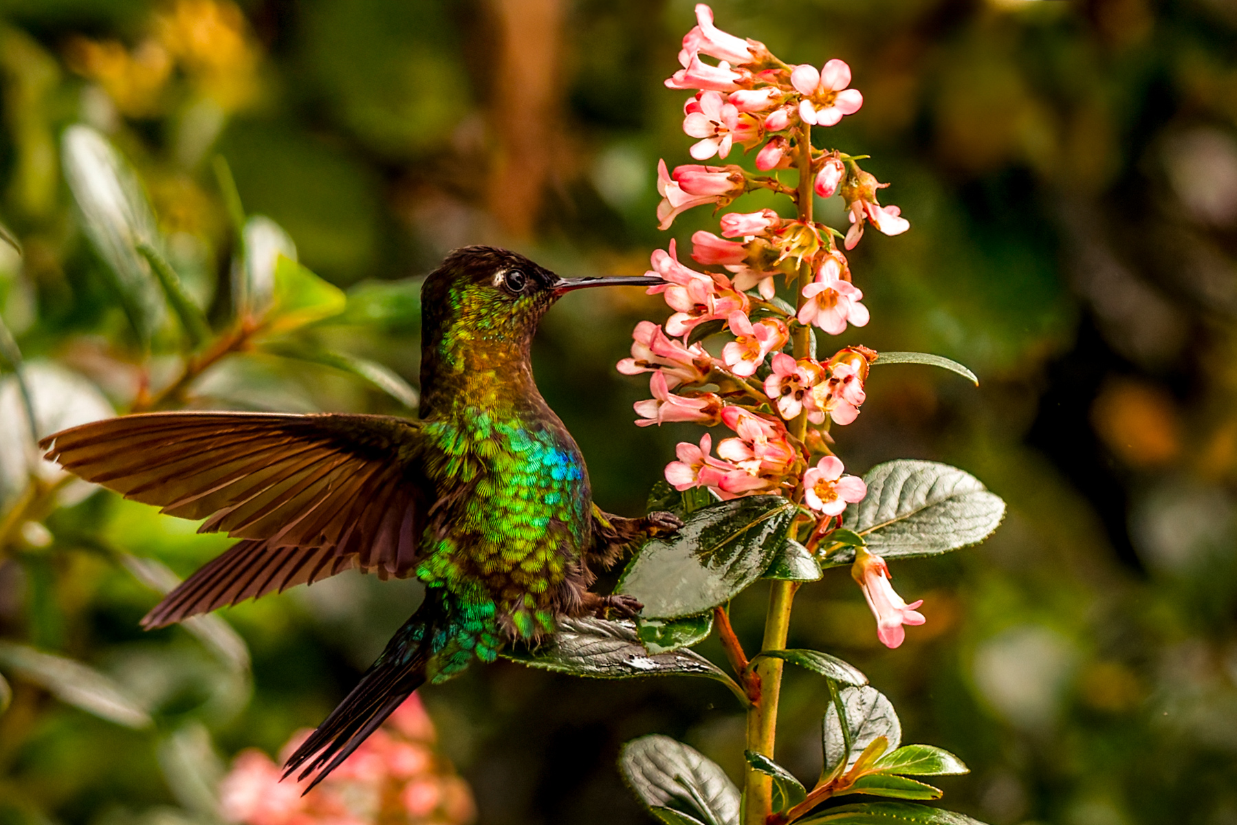 Few birds rival the spectacular iridescence of the Fiery-throated Hummingbird. Found only in the cloud forests of Costa Rica and western Panama, this bird alone warrants a trip to Central America (image by Gin Wilde)