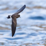 Elliot’s Storm Petrel is ever present, often quite close inshore too (Image by Mike Watson)