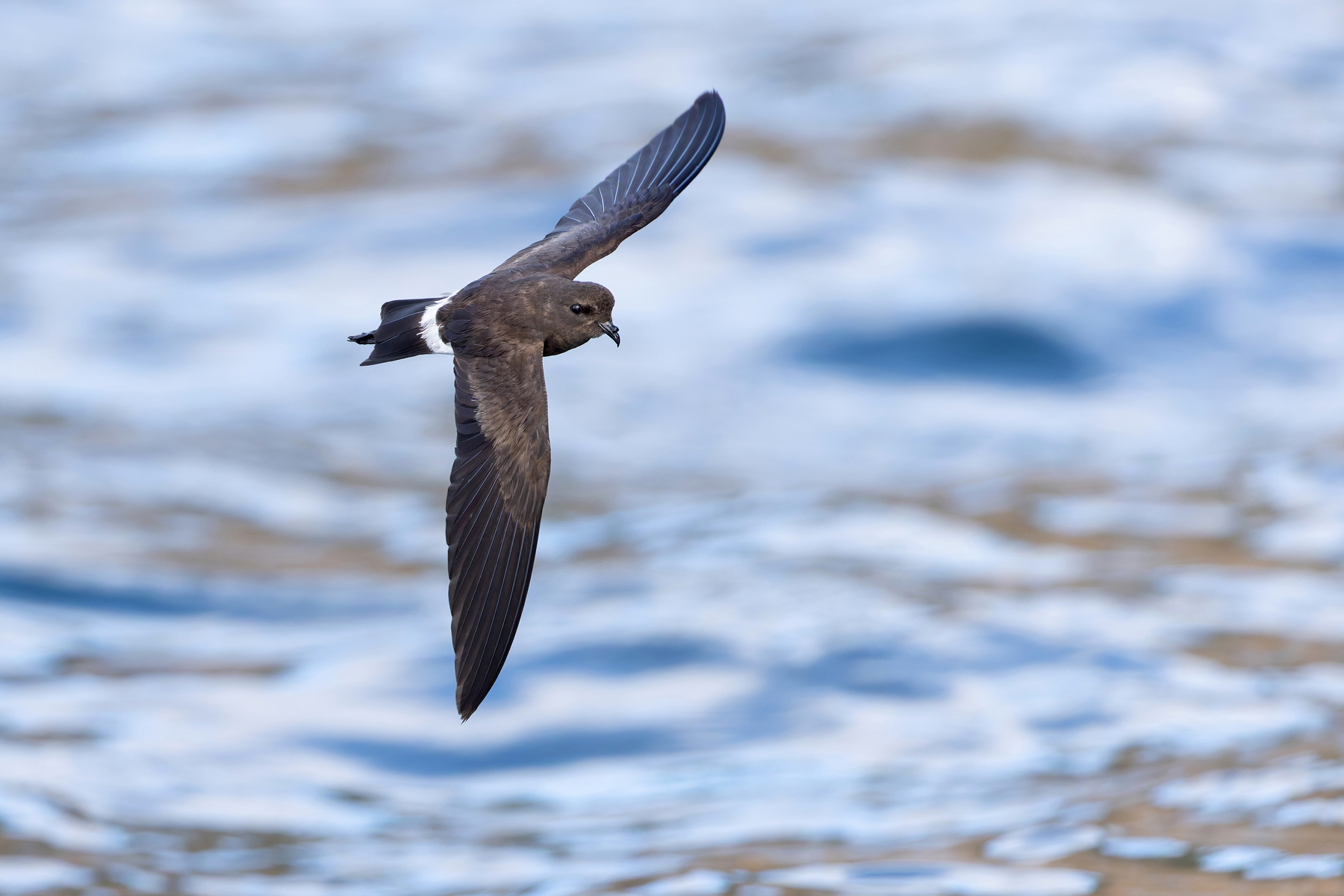 Elliot’s Storm Petrel is ever present, often quite close inshore too (Image by Mike Watson)