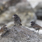 Española Cactus Finch is abundant on the island of the same name (Image by Mike Watson)
