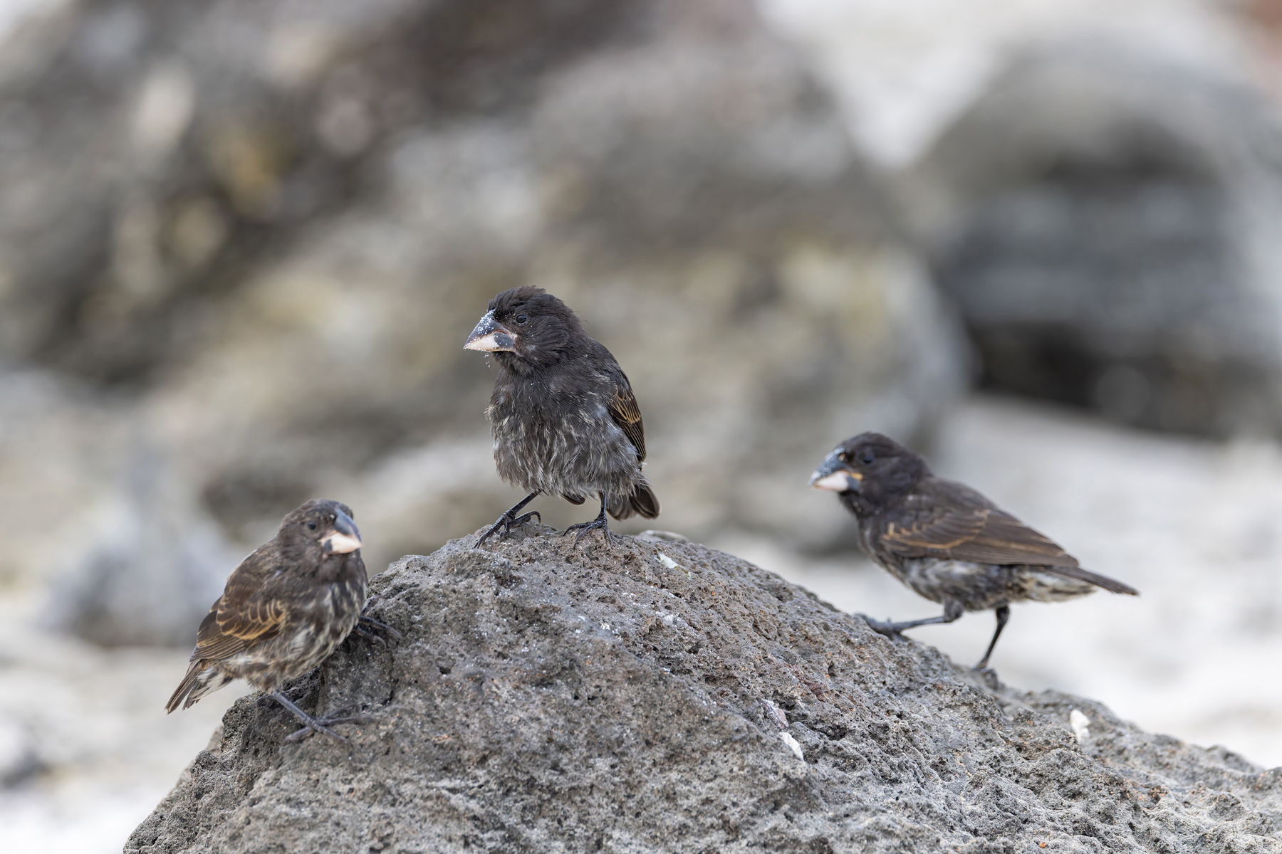 Española Cactus Finch is abundant on the island of the same name (Image by Mike Watson)