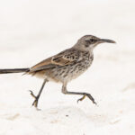 Española Mockingbird is well known as the boldest of the Galapagos mockingbirds (Image by Mike Watson)