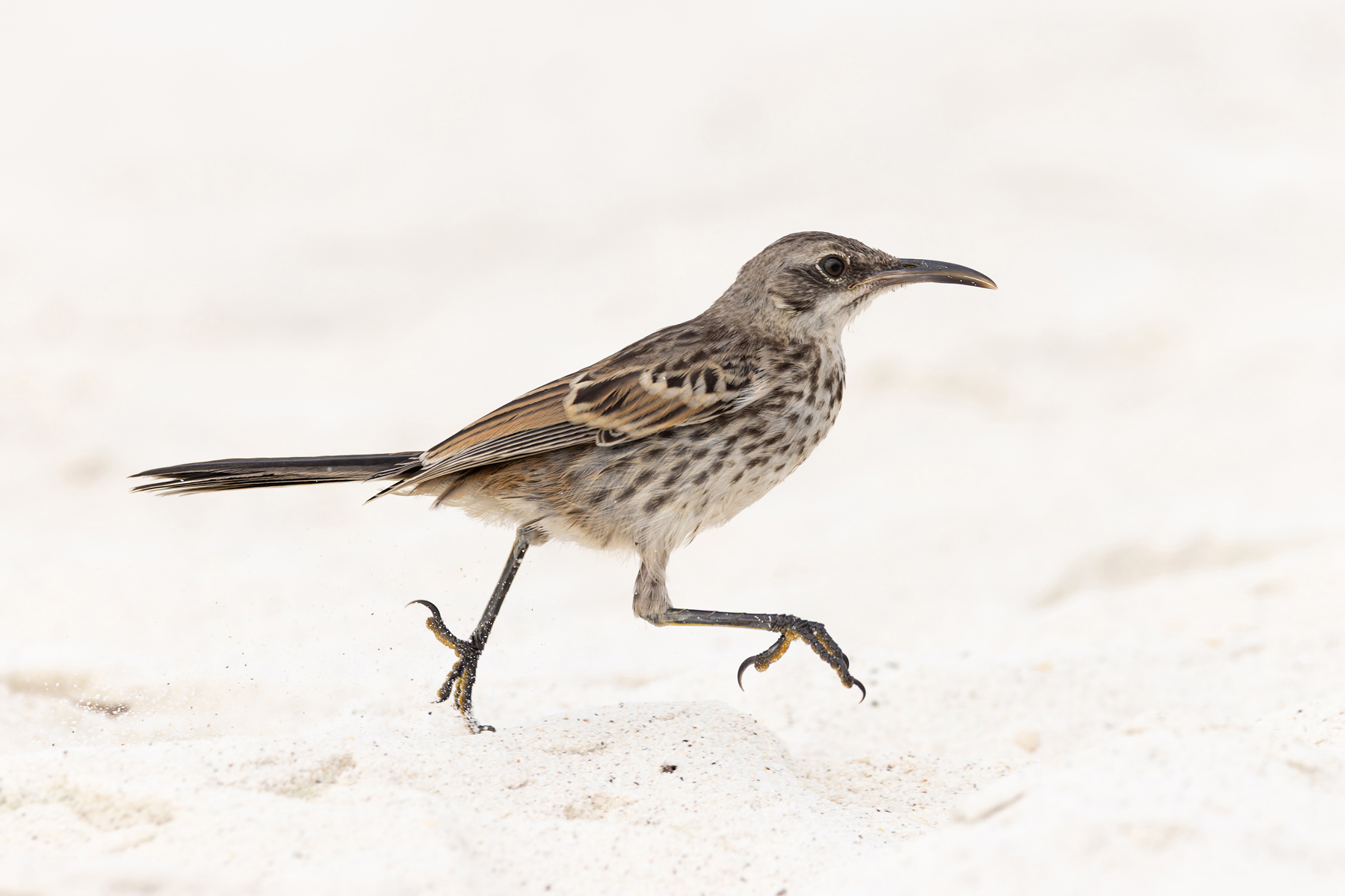 Española Mockingbird is well known as the boldest of the Galapagos mockingbirds (Image by Mike Watson)