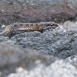 The sinister Fernandina Snake (Image by Mike Watson)