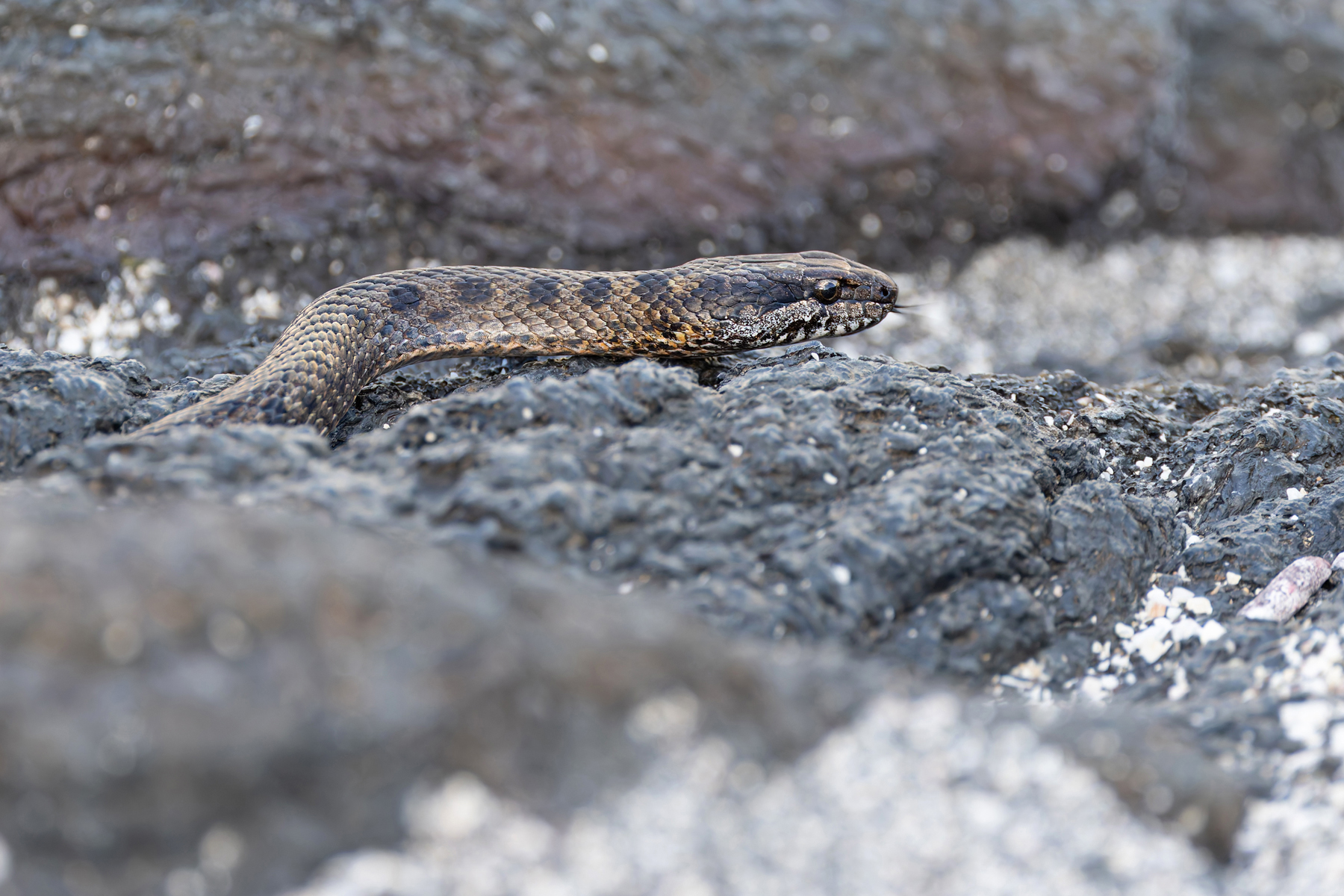 The sinister Fernandina Snake (Image by Mike Watson)