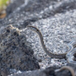 Fernandina Snake, the striped form. It is difficult to believe this is the same species as the spotted form! (Image by Mike Watson)