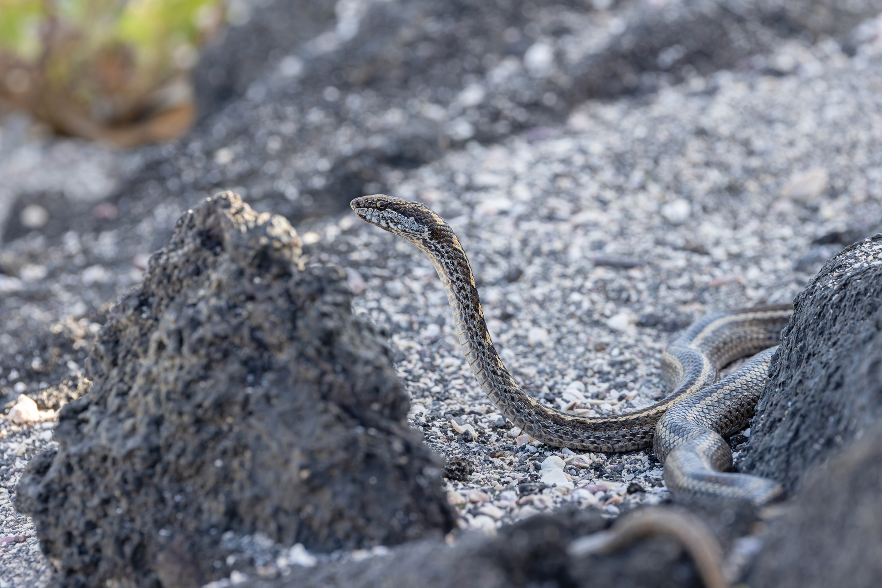 Fernandina Snake, the striped form. It is difficult to believe this is the same species as the spotted form! (Image by Mike Watson)