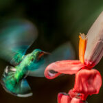 The whirligig motion of a hummingbird's wings is something to behold; rotating in a figure-of-eight pattern, allowing them to fly in all directions and generate lift to hover. This bird is Green Crowned Brilliant, taken at a shutter speed of 1/100 (image by Gin Wilde)