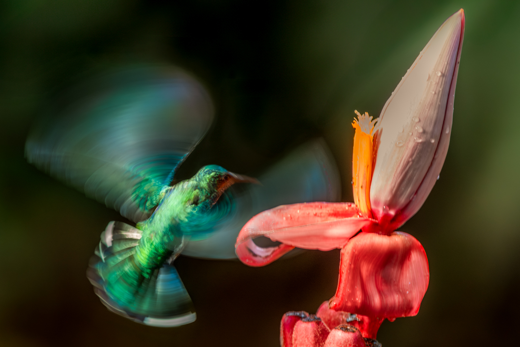 The whirligig motion of a hummingbird's wings is something to behold; rotating in a figure-of-eight pattern, allowing them to fly in all directions and generate lift to hover. This bird is Green Crowned Brilliant, taken at a shutter speed of 1/100 (image by Gin Wilde)