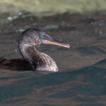 Flightless Cormorant – those beautiful turquoise precious stone eye! (Image by Mike Watson)