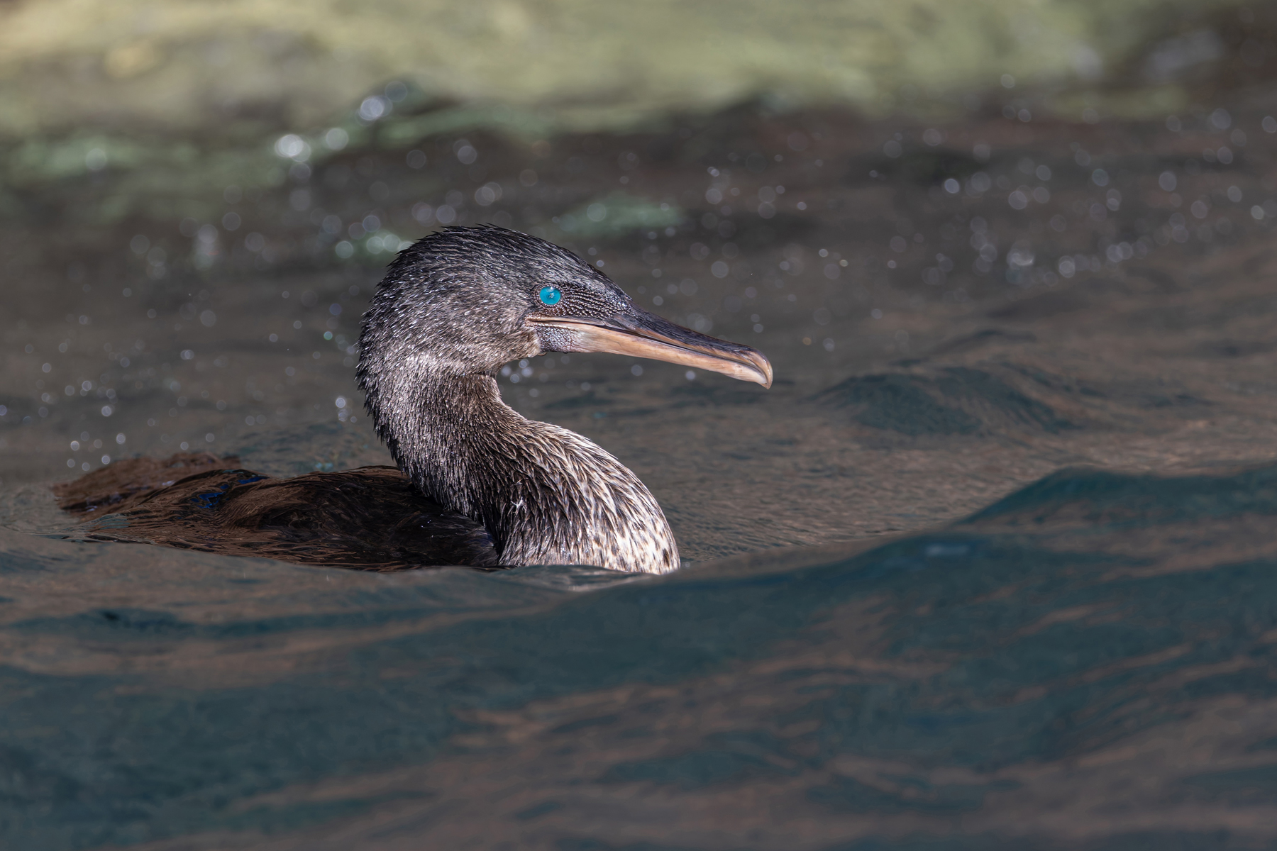 Flightless Cormorant – those beautiful turquoise precious stone eye! (Image by Mike Watson)