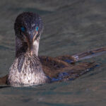 Flightless Cormorant, the largest cormorant in the world! (Image by Mike Watson)