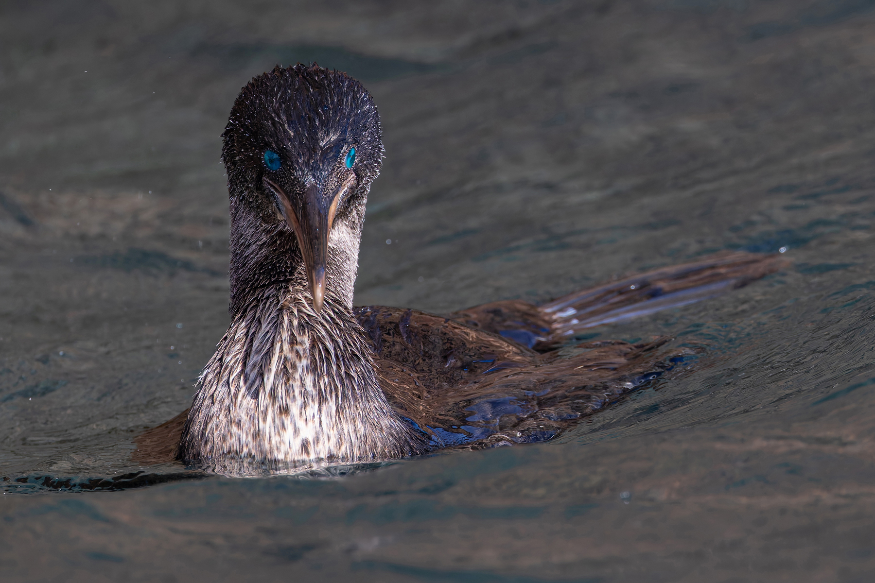 Flightless Cormorant, the largest cormorant in the world! (Image by Mike Watson)