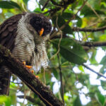 This wonderfully charismatic Black and White Owl, roosting in the mid-altitude forests near Arenal Volcano. Males seduce females in the breeding season through a display of wing flapping and elaborate acrobatic flights (image by Gin Wilde)