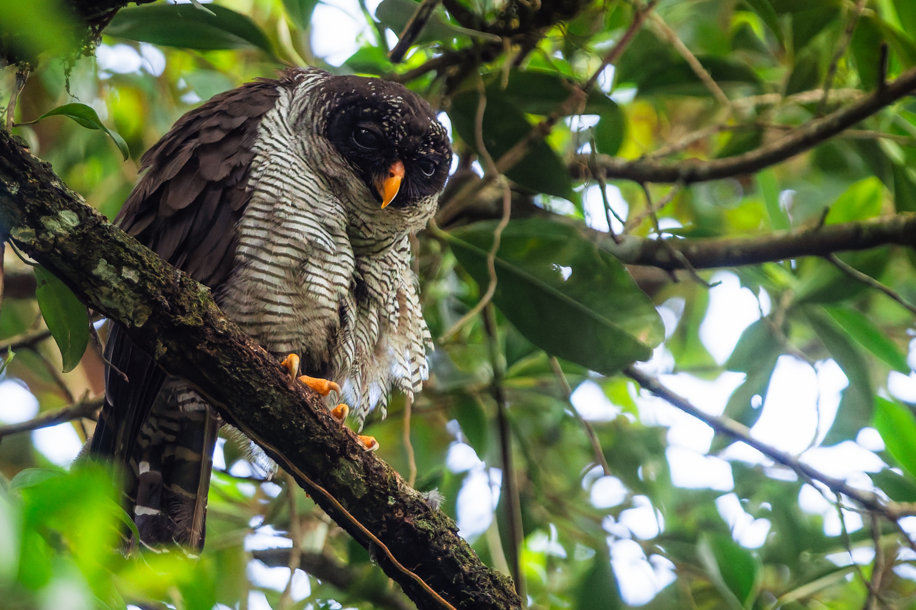 This wonderfully charismatic Black and White Owl, roosting in the mid-altitude forests near Arenal Volcano. Males seduce females in the breeding season through a display of wing flapping and elaborate acrobatic flights (image by Gin Wilde)