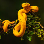 The stunning Eyelash Pit Viper, armed with fangs as sharp as hypodermic needles, but surely one of the world's most beautiful snakes (image by Gin Wilde)