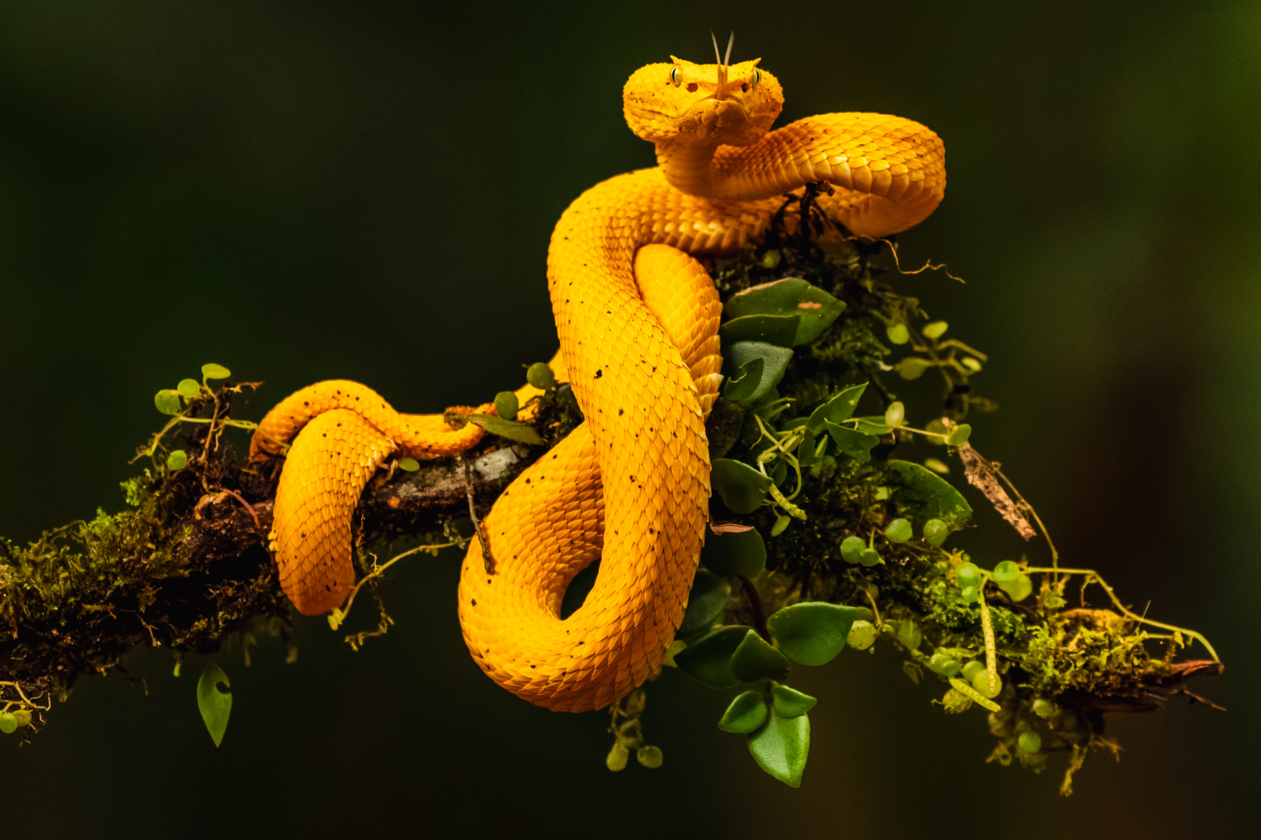The stunning Eyelash Pit Viper, armed with fangs as sharp as hypodermic needles, but surely one of the world's most beautiful snakes (image by Gin Wilde)