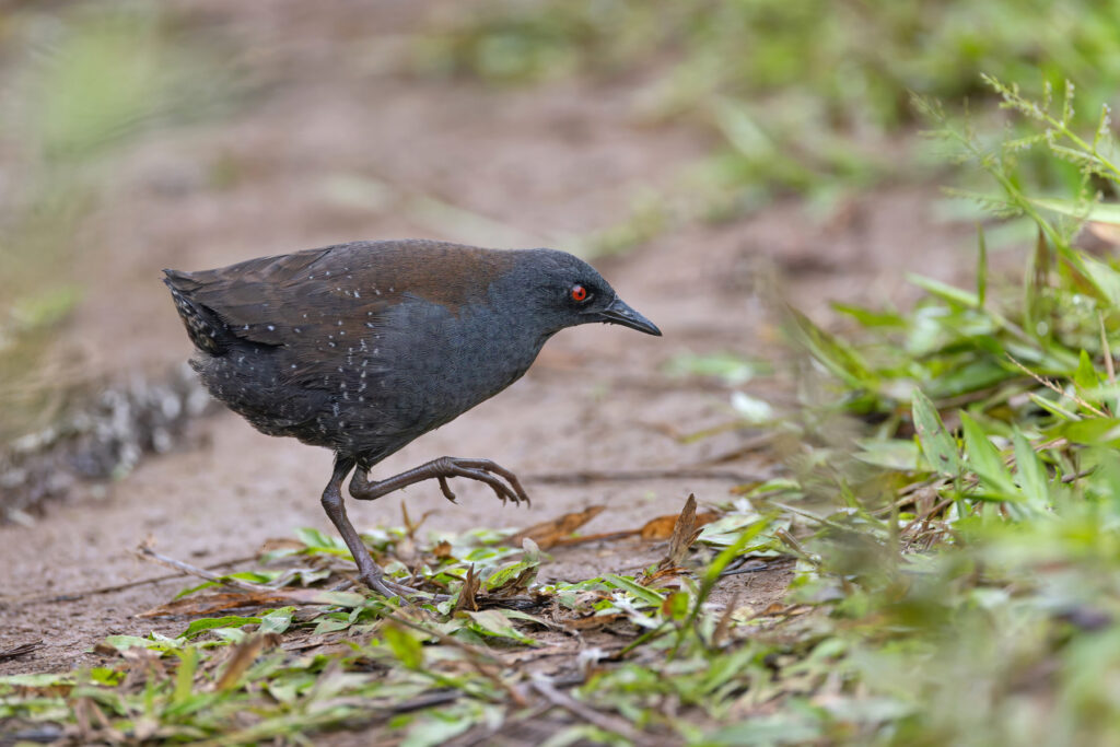 The elusive Galapagos Crake is a benchmark bird for our birders (Image by Mike Watson)