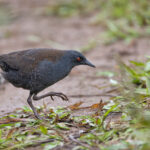 The elusive Galapagos Crake is a benchmark bird for our birders (Image by Mike Watson)