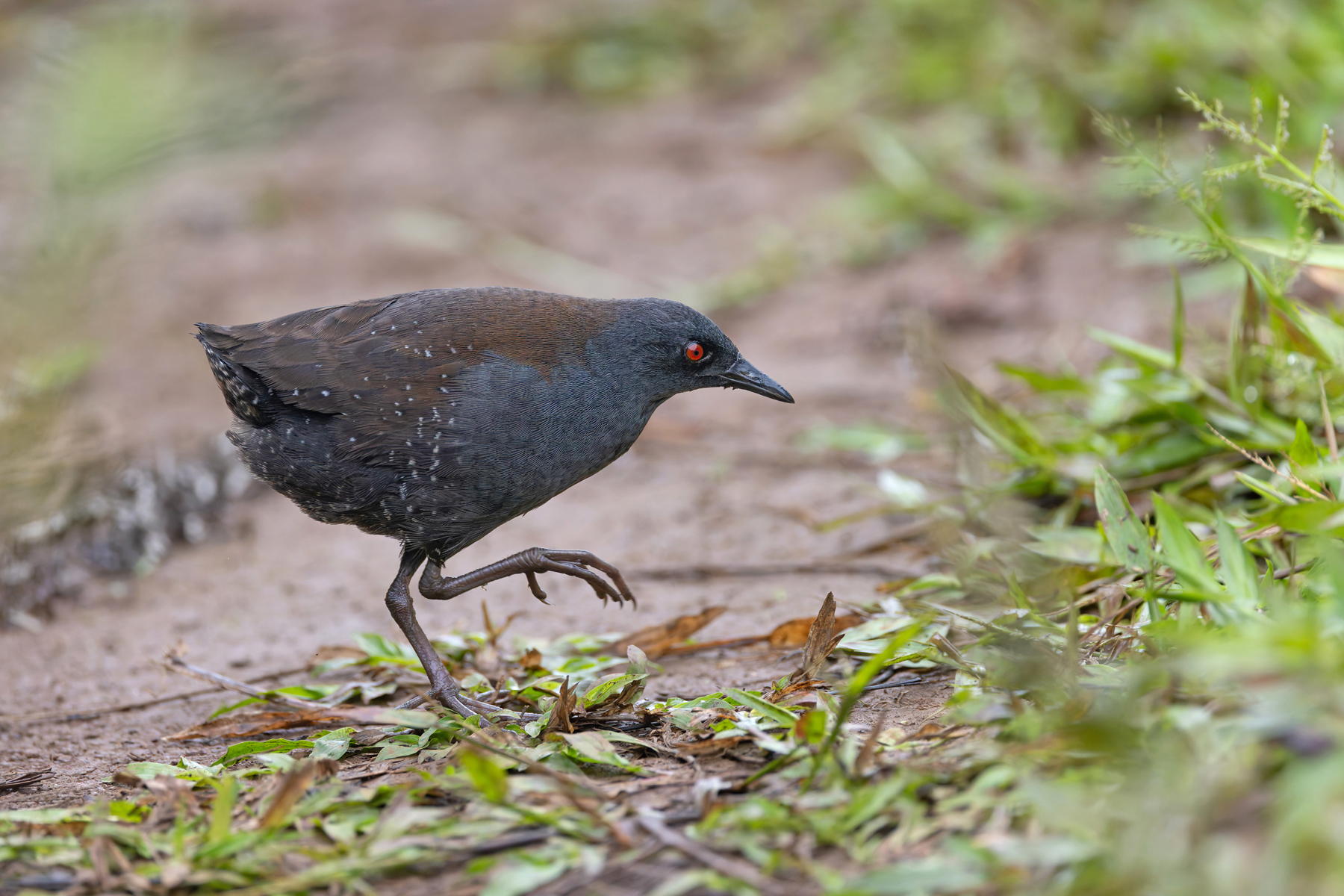 The elusive Galapagos Crake is a benchmark bird for our birders (Image by Mike Watson)