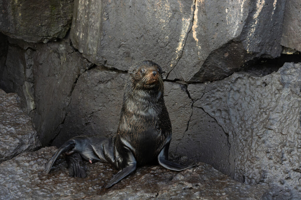 The uncommon and shy Galapagos Fur Seal pictured here on Genovesa (Image by Mike Watson)