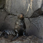 The uncommon and shy Galapagos Fur Seal pictured here on Genovesa (Image by Mike Watson)