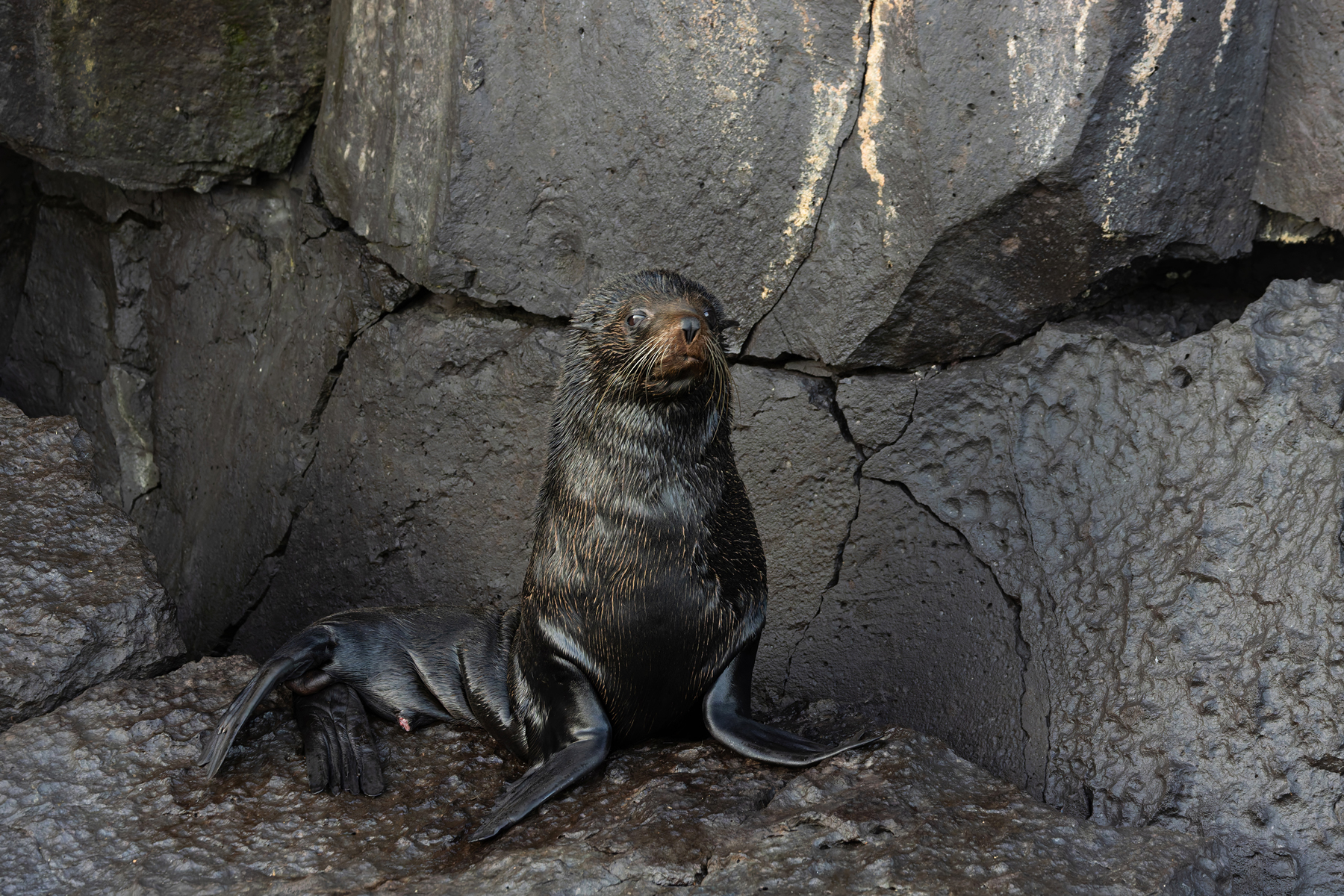 The uncommon and shy Galapagos Fur Seal pictured here on Genovesa (Image by Mike Watson)