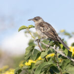The Galapagos is home to several species of mockingbird, the original inspiration for Darwin’s evolutionary theory (Image by Mike Watson)