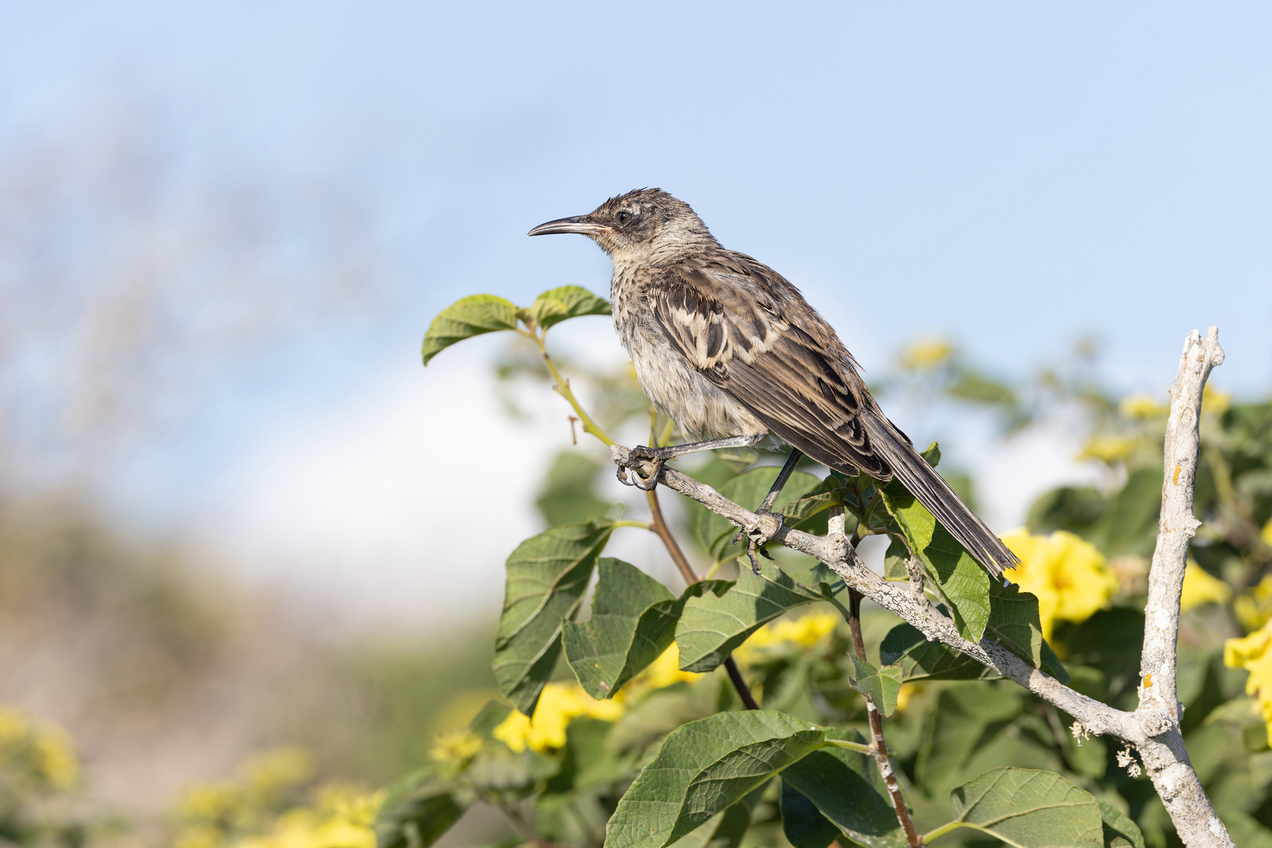 The Galapagos is home to several species of mockingbird, the original inspiration for Darwin’s evolutionary theory (Image by Mike Watson)