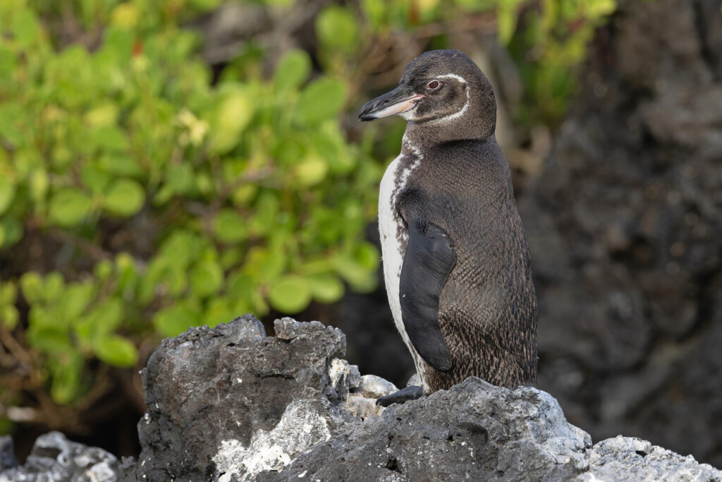 Galapagos Penguin obscura (Image by Mike Watson)