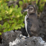 Galapagos Penguin obscura (Image by Mike Watson)
