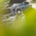 Galapagos Penguin. It is actually pretty difficult to get a view like this of the shy bird! (Image by Mike Watson)