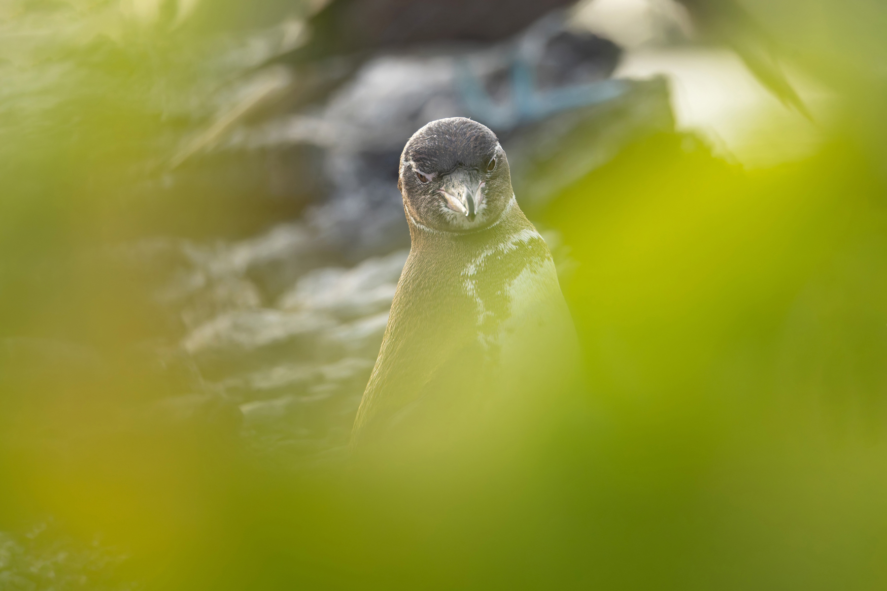 Galapagos Penguin. It is actually pretty difficult to get a view like this of the shy bird! (Image by Mike Watson)